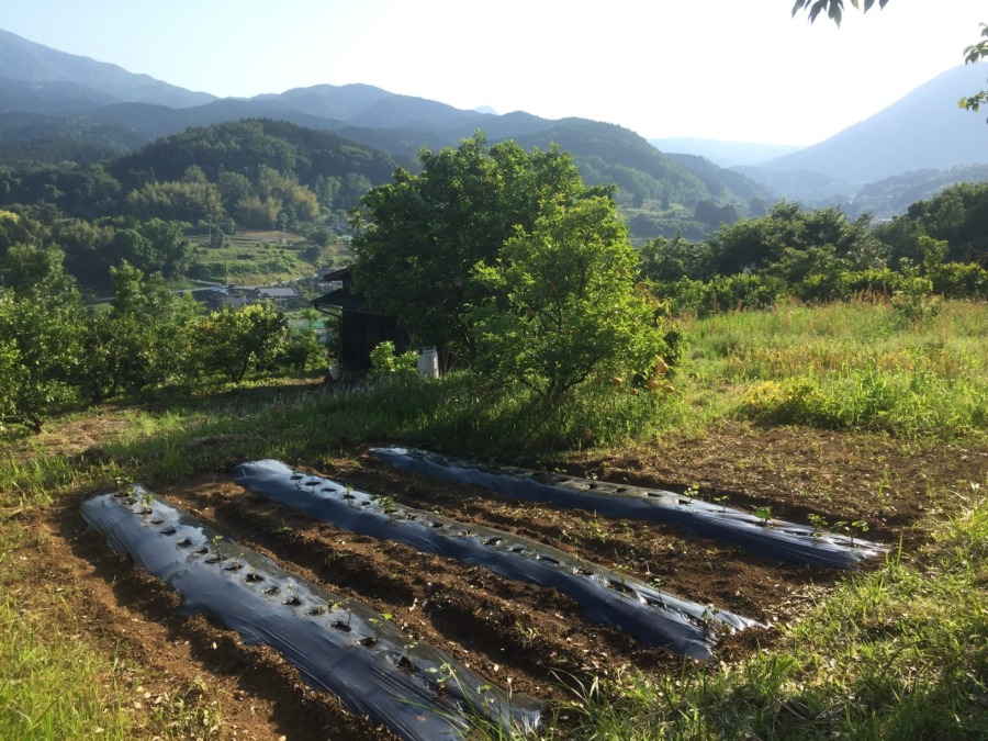 さつまいもです。最近、気温が高くていいですね。