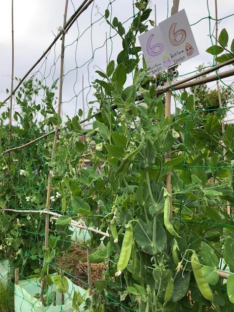 ビンゴ数字発表：5/17（No.29）