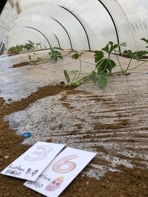 ビンゴ数字発表：5/19（No.31）