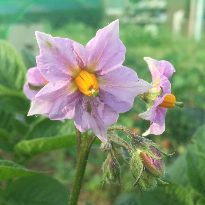 はたけの様子：2019/5/11【祝：開花！】