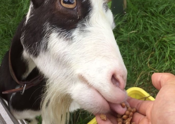 ヤギさん食べるの？納豆編