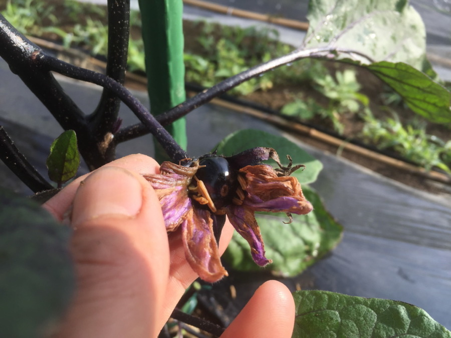 なすです。黒光りする小さな実！