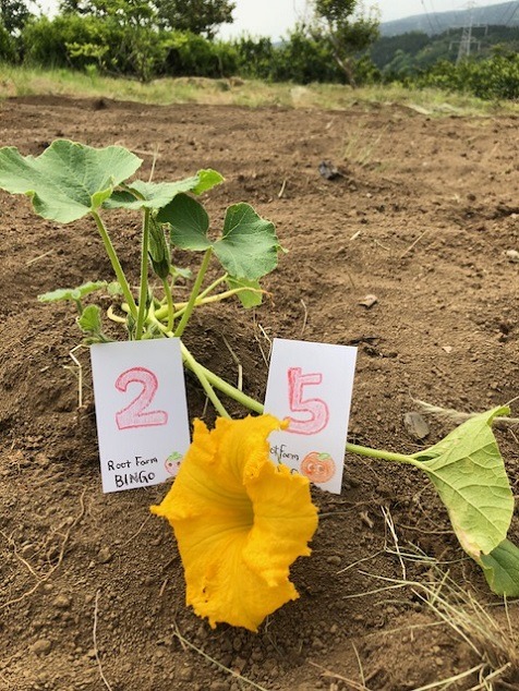 ビンゴ数字発表：5/16（No.28）