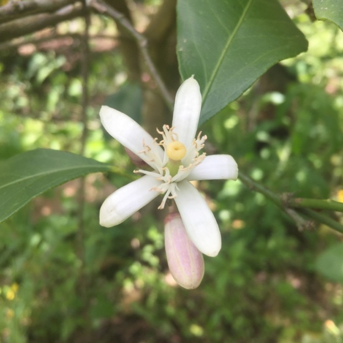 レモンです。開花。