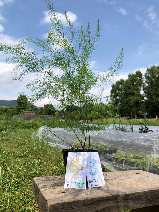 ビンゴ数字発表：5/23（No.35）