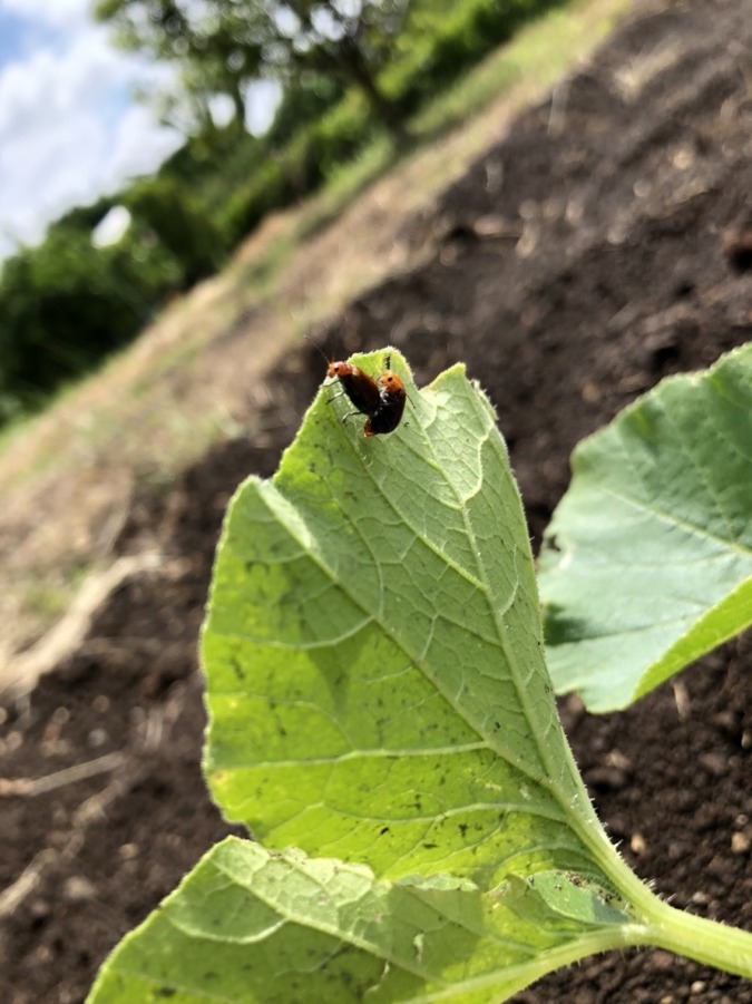 【虫】かぼちゃです。クロウリハムシ。ん？交尾中か。。