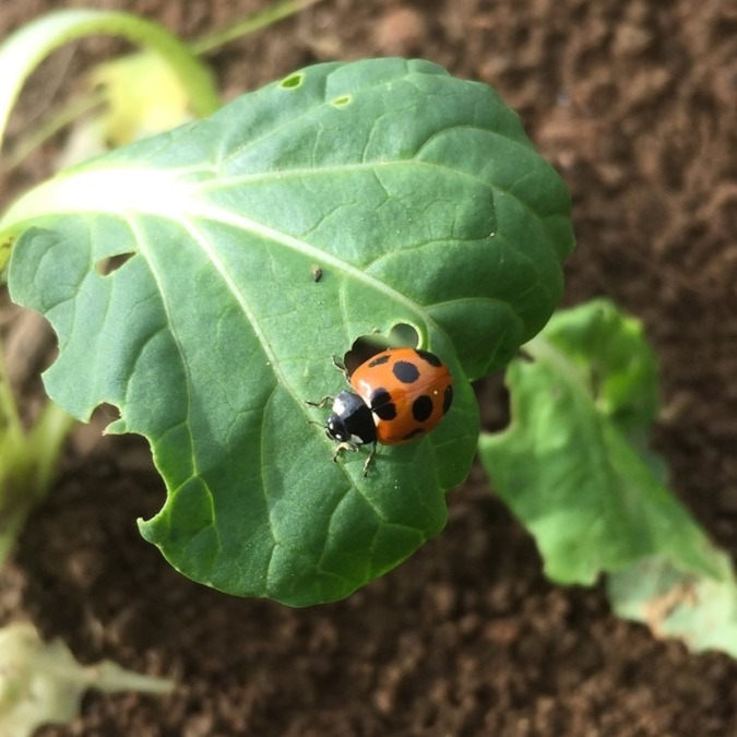 テントウムシは、ベジタリアン？