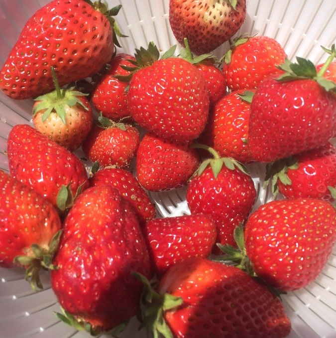 【祝】苺、大量収穫。