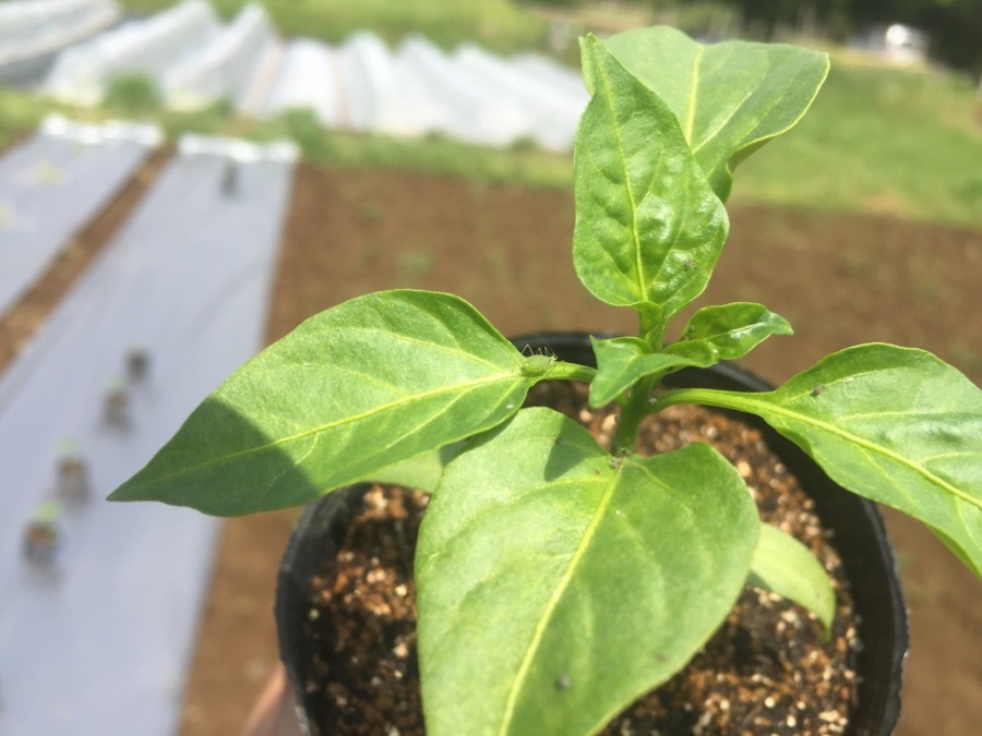 【タイムラプス】ピーマンです。苗の定植。