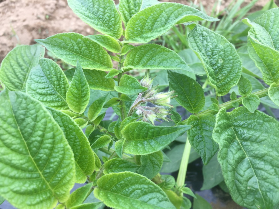 じゃがいもです。開花まであと少し。私の予想は外れました。