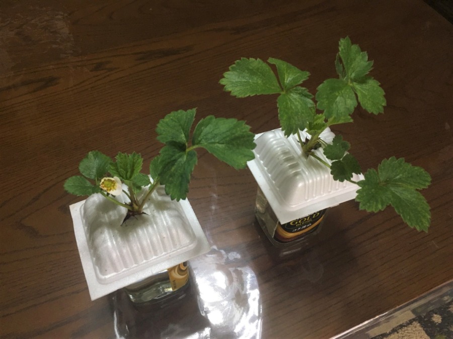 苺です。実は挑戦しています。簡易水耕栽培。応援してね。