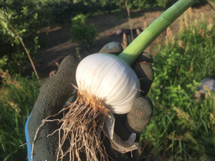 【祝】ニンニクです。収穫OK！！