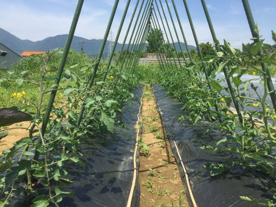足柄のとまとです。トンネルの高さも出てきましたよ。