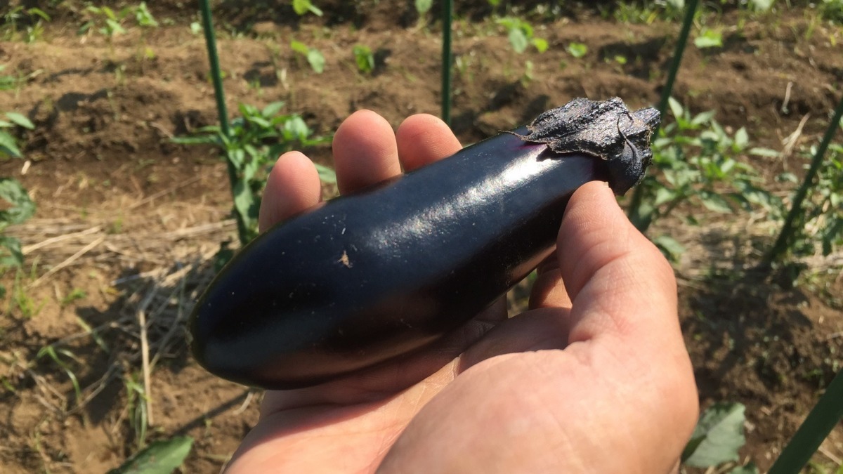 【データ・予想】なす初物の収穫日（2019年＠あしがら）