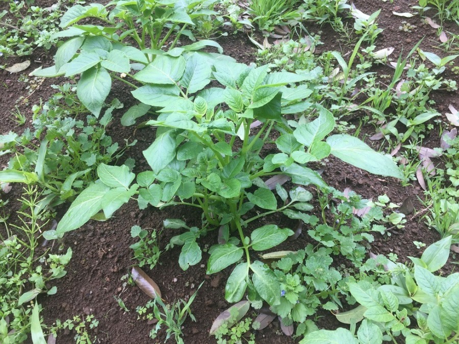 じゃがいもです。今年はやっぱり苦戦かな、、、？