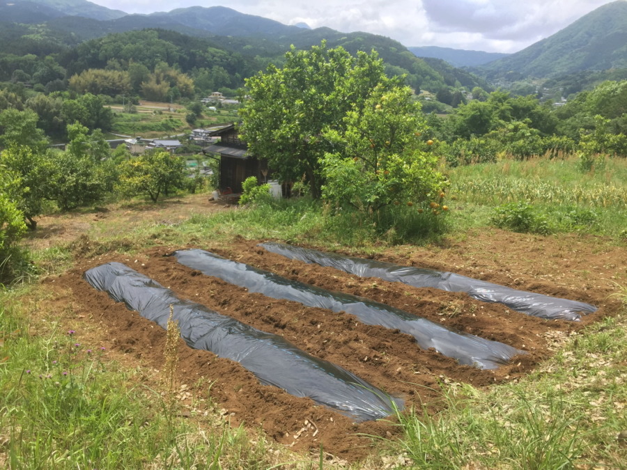 さつまいもです。いよいよ明日、植わります。