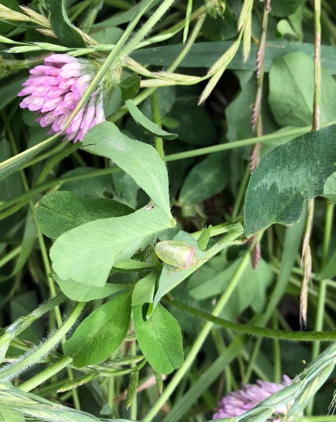 赤詰草の一文字亀虫・承前