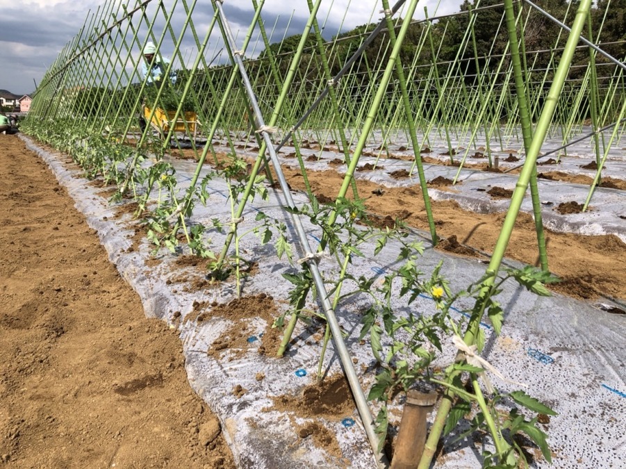 トマト（＠みうら）です。支柱をたてて、苗の定植。