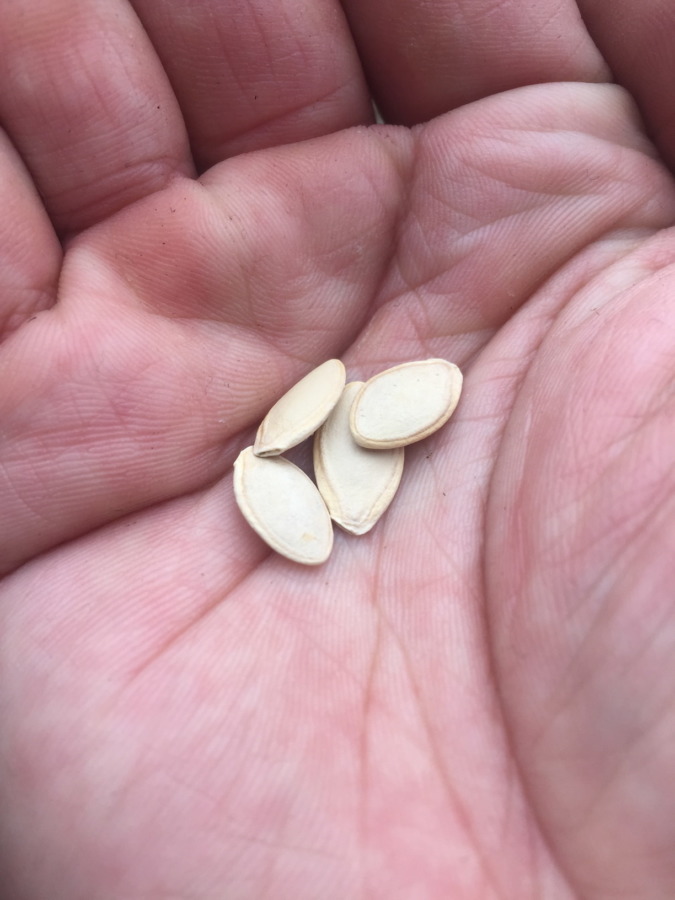 ズッキーニです。ゴールドトスカをポットに種まき。