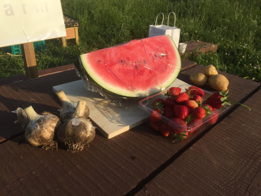 沖縄スイカです。足柄に到着。こちらの苺やにんにくや、じゃがさんに囲まれて。