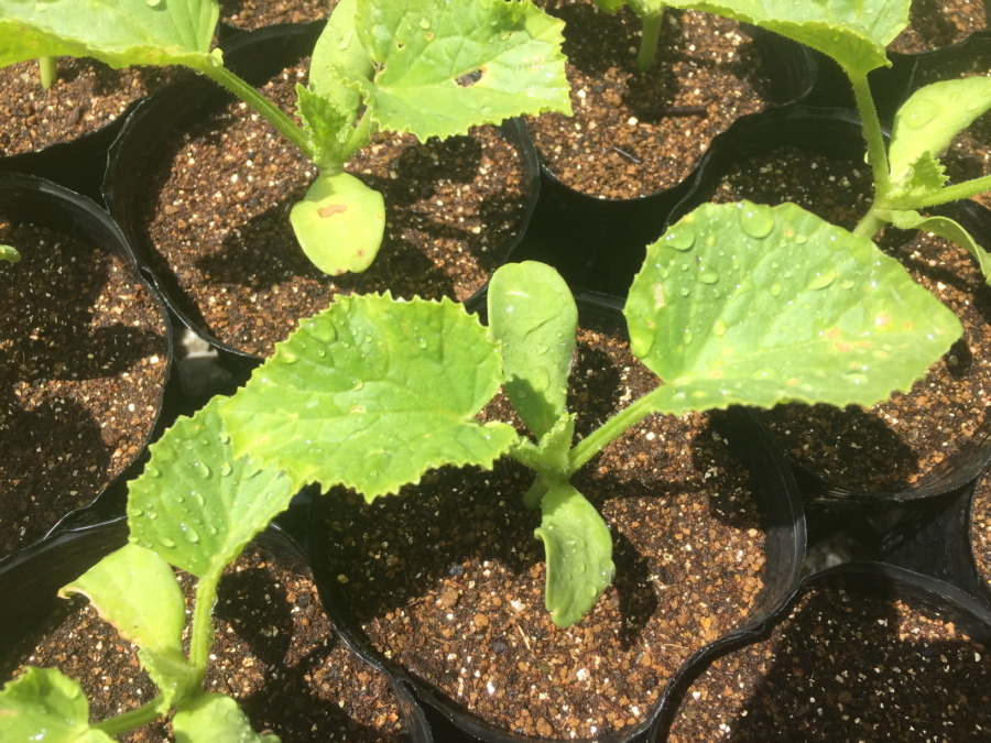 【フォト】めろんです。３枚目の本葉が出現！