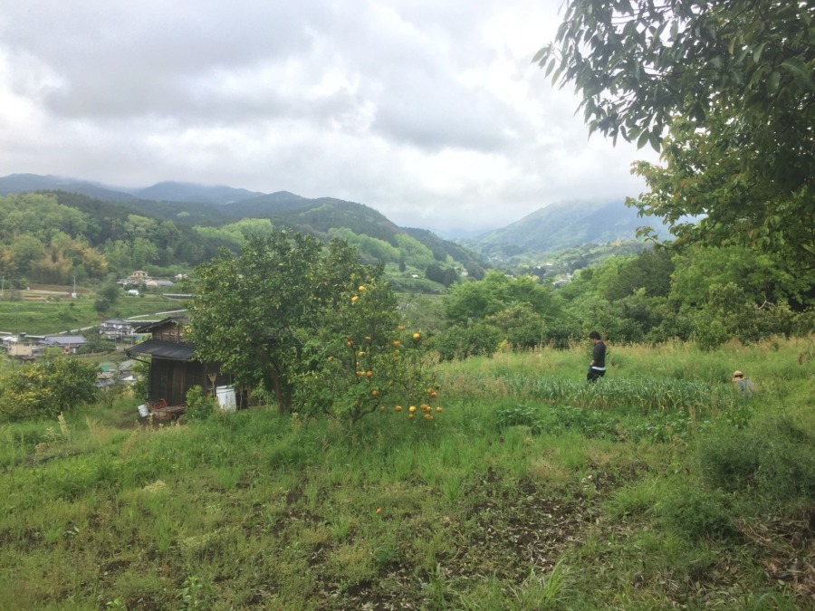 足柄神社下の風景。春、曇り。