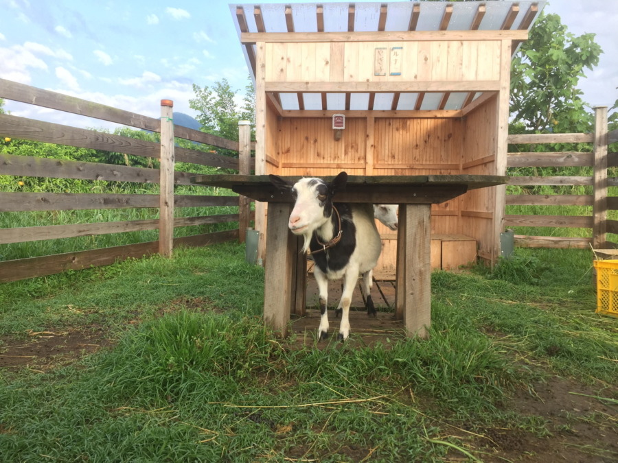 やぎ子です。今日はカラリと気持ちの良い天気。