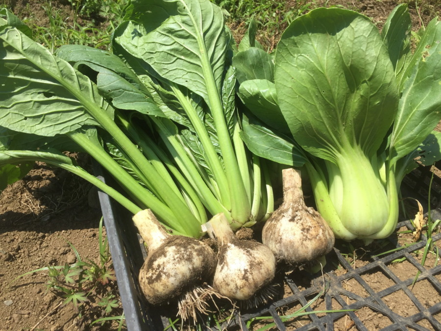 にんにくです。春のお野菜３種収穫。