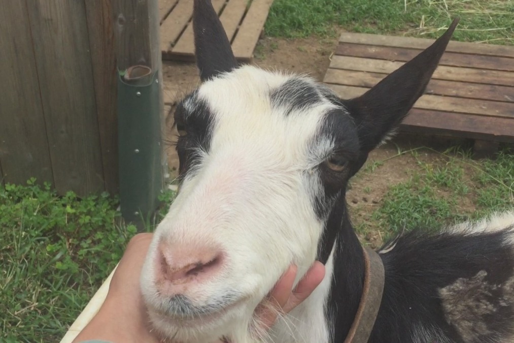 やぎ子です。私が撫でられていると。