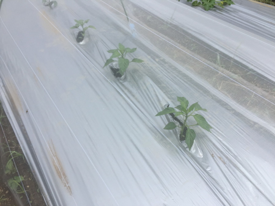 ぴーまんです。防虫ネットの中でゆっくりと成長中。