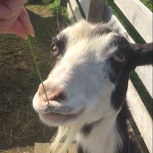 【貴重・探究】やぎ子です。私のお口の中は、59秒くらいから。