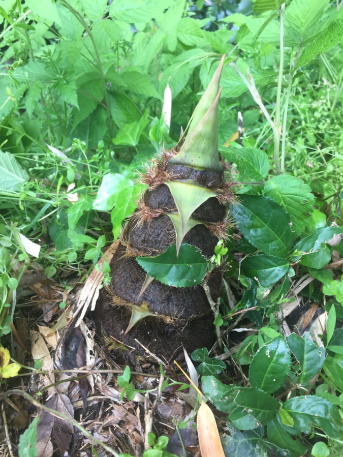 竹の子です。今日も収穫。＠足柄茶ラボのお茶畑