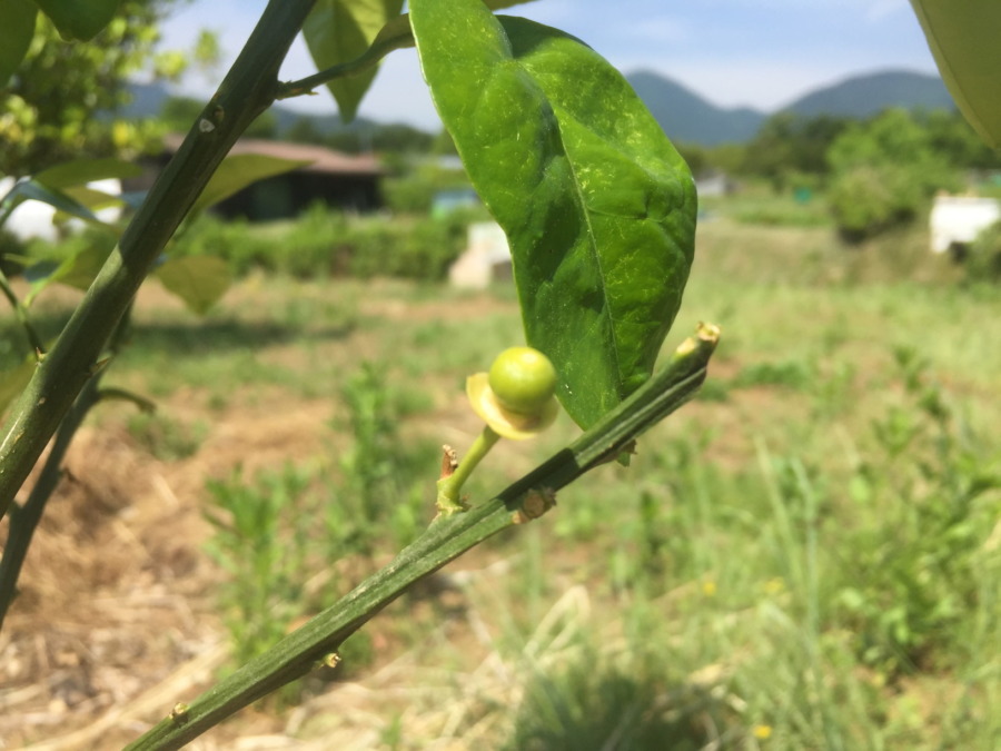グレフルです。実も少し大きくなったような。