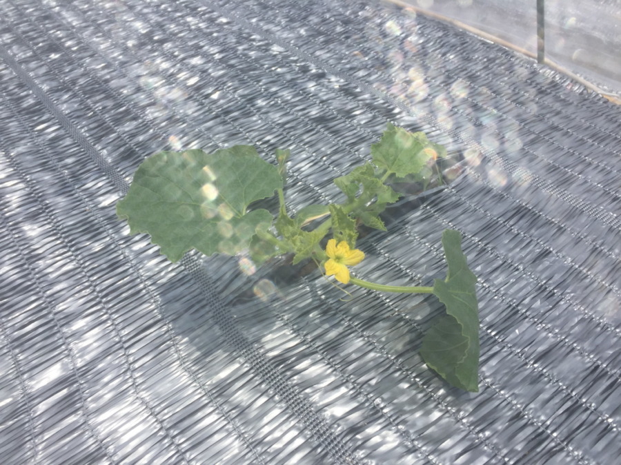 【祝】めろんです。開花！ステージ３に進みました。