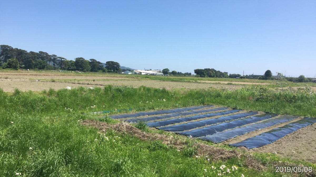 里芋です。開成さかわ、植え付け＆マルチ全完了。