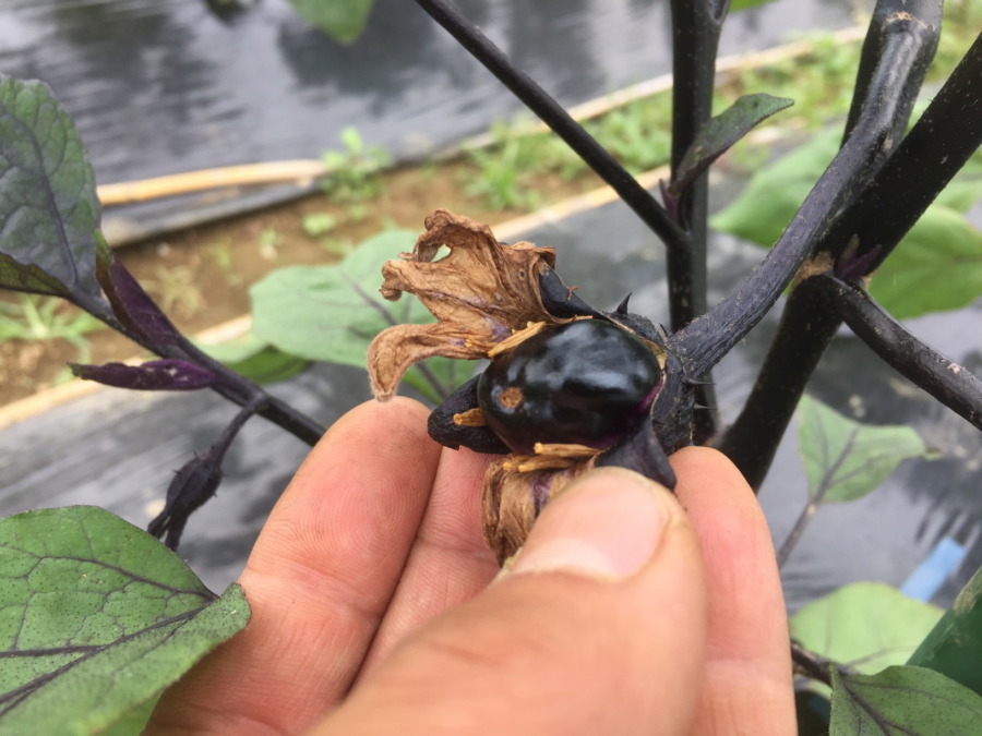 日々、成長。なすです。