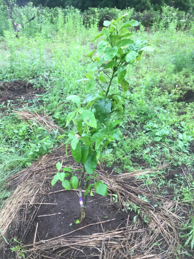 【はたけしごと】追肥。