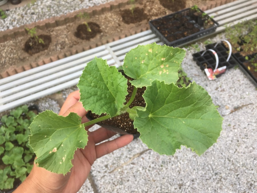 【フォト】めろんです。四枚目の本葉もしっかりと出てきました。