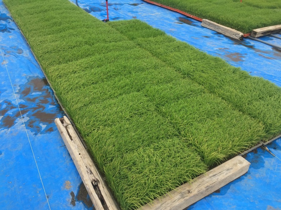 お米です。明日植える、稲の苗。