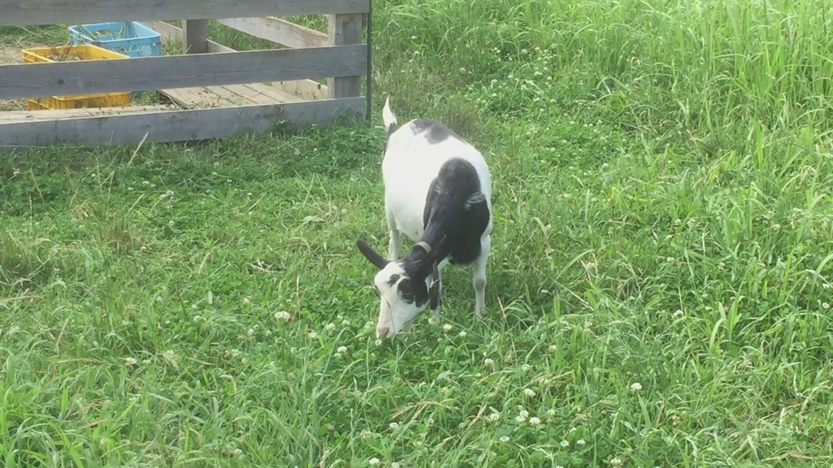 やぎ子です。母娘散歩。