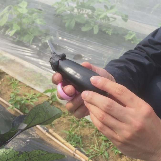 【祝】初物収穫。なすです。