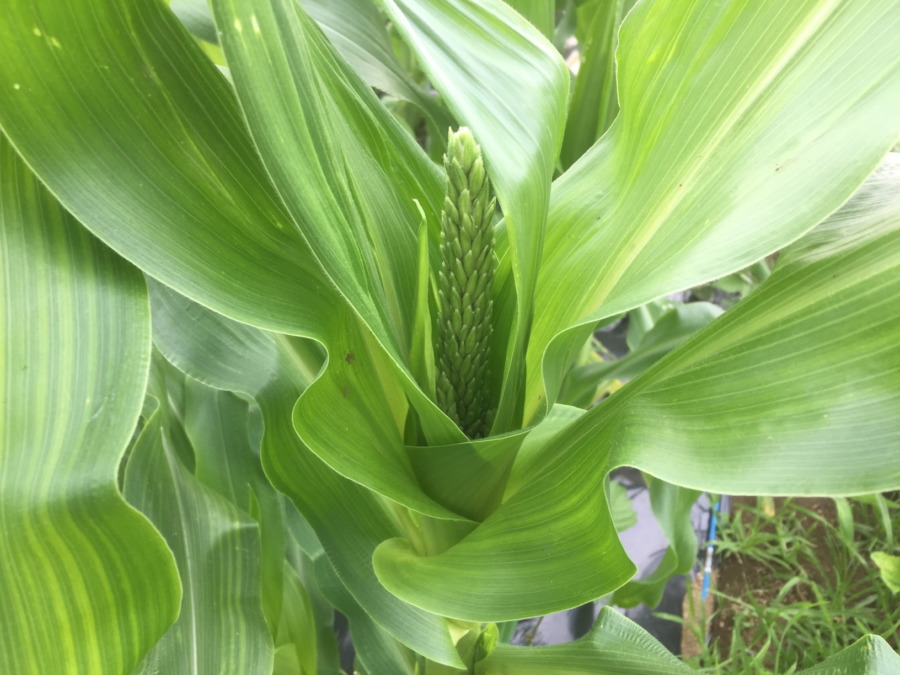 トウモロコシです。チラり、雄花ですよ。