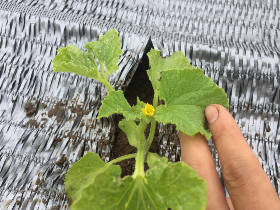 【フォト】祝！開花を確認。ステージ３へ進みました。