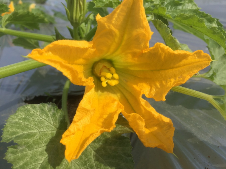 ずっきーにです。お花。朝は全開。