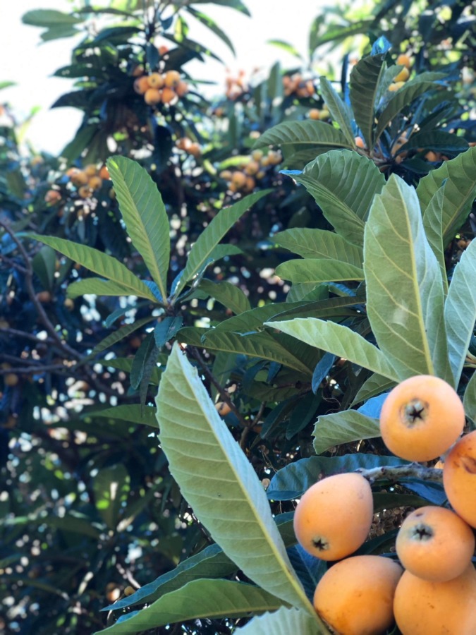 【無事開催できました：6月16日(日)】ビワの収穫・コンポート作り体験