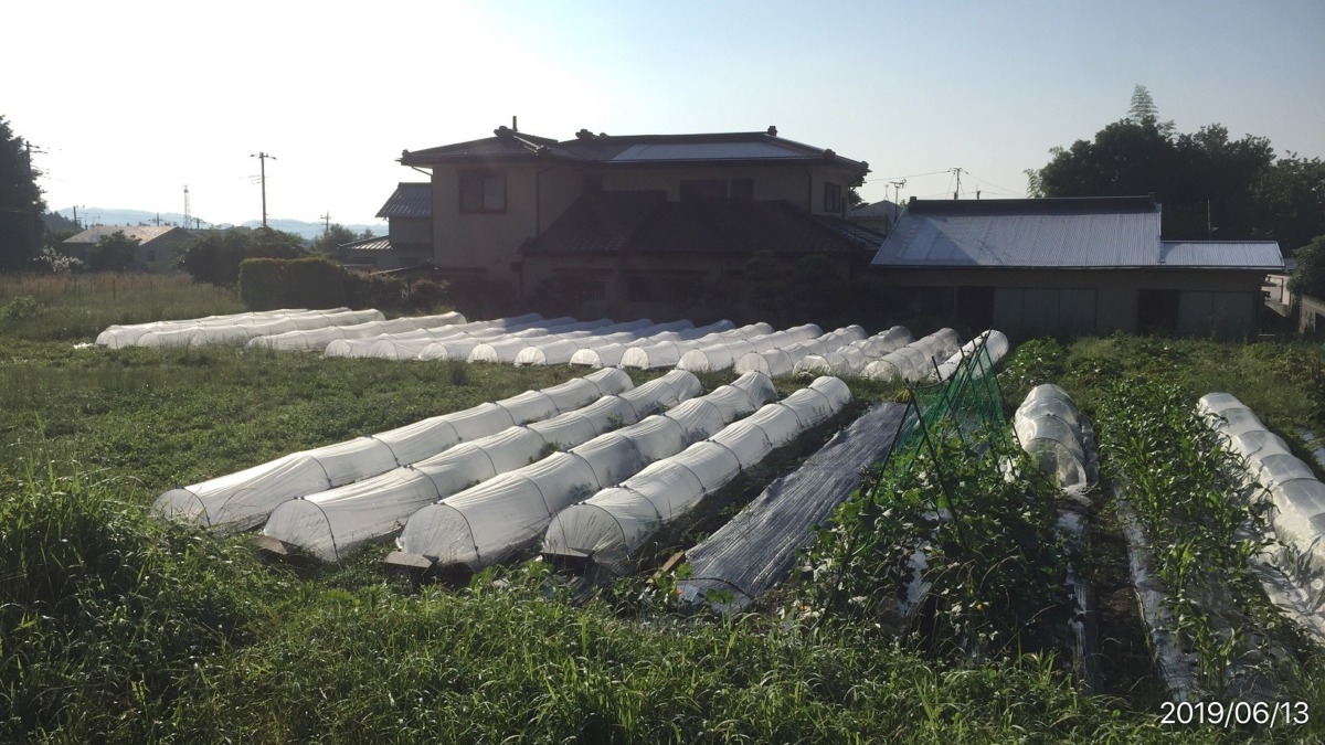 梅雨期の雨の合間の朝。はたけ全景。