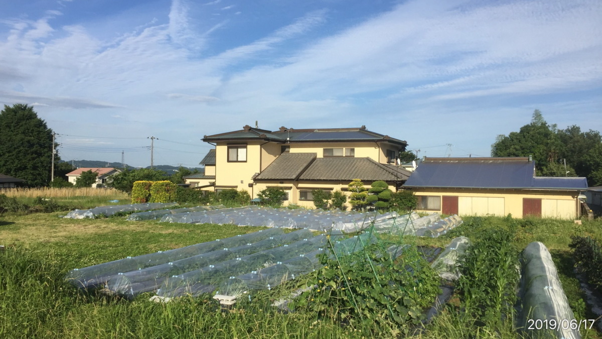 夕方のはたけ。