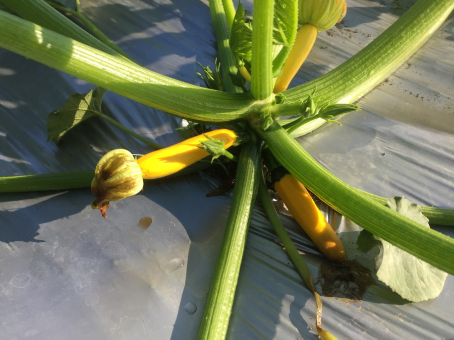 【フォト】着実に成長中。そろそろ追肥プリーズ。