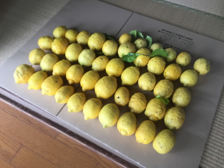 レモンです。今日の収穫40コ。
