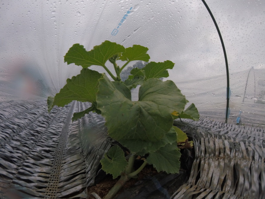 【フォト】めろん株の様子。（内＆外）